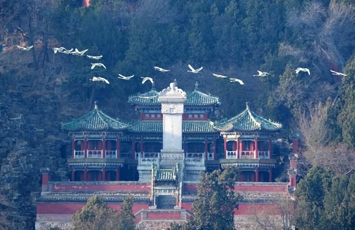北京頤和園迎來北歸的白天鵝