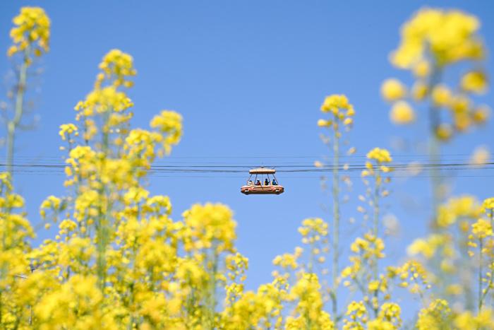 賞春花、品春菜 重慶民眾邂逅春日浪漫