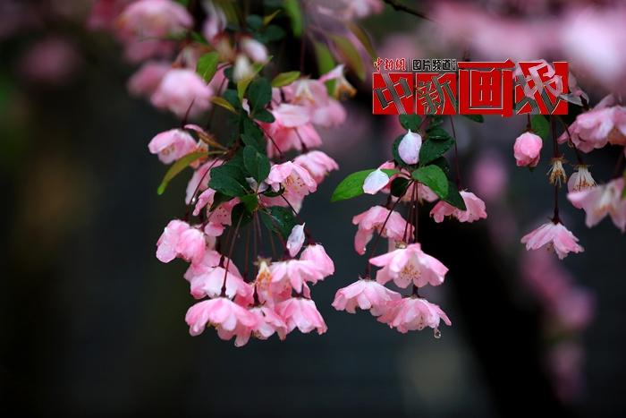 谷雨時節(jié) 細雨綿綿中遇見暮春之美