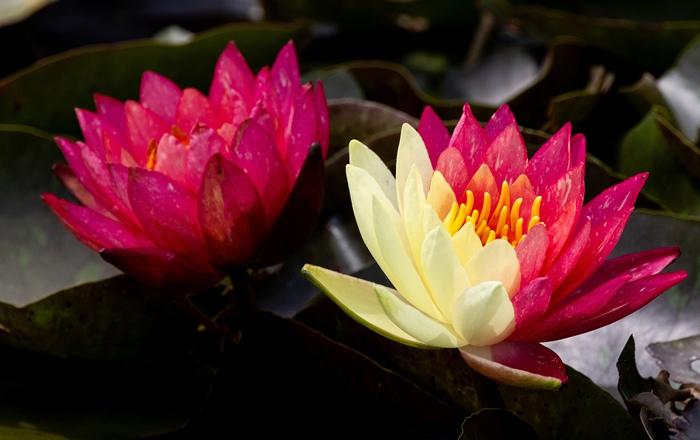 好運“蓮蓮”！安徽淮北雙色睡蓮驚艷綻放