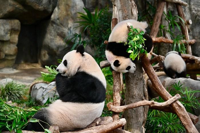 香港海洋公園為大熊貓搬新居迎賓客