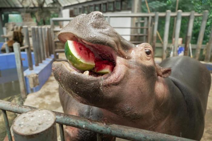 鄭州最高氣溫突破40℃ 動(dòng)物避暑有“涼”方