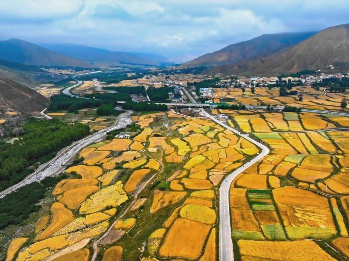 立秋時節(jié)高原青?！柏S景”初現(xiàn)