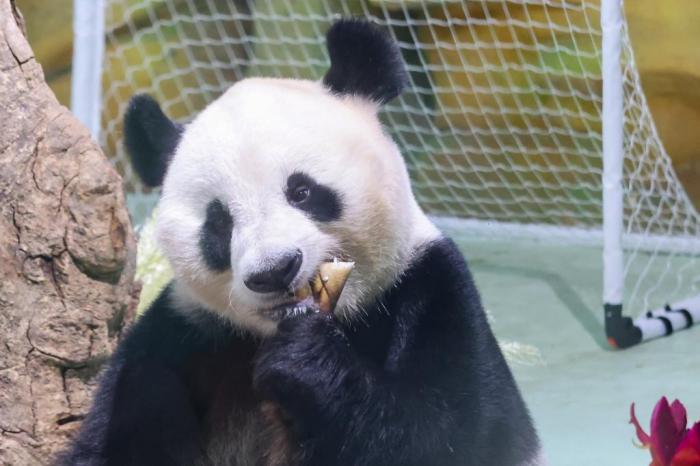 南京紫清湖舉辦大熊貓生日見面會(huì)