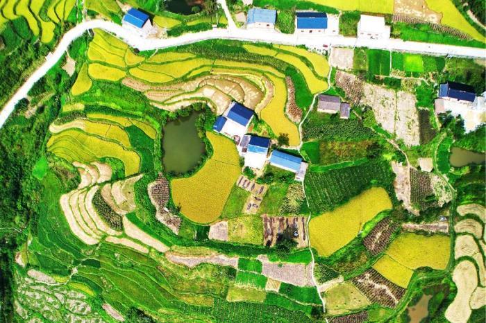 湖北三峽庫(kù)區(qū)高山梯田“豐”景如畫(huà)