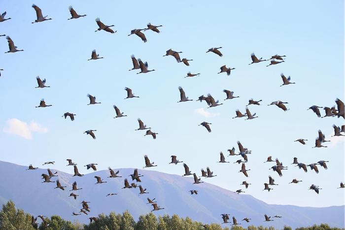 新疆巴里坤草原迎來成群遷徙候鳥