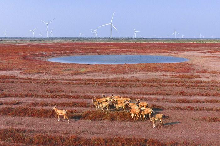 江蘇東臺(tái)濕地 麋鹿“紅地毯”走秀