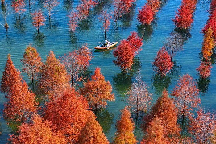 浙江長(zhǎng)興水杉林五彩斑斕