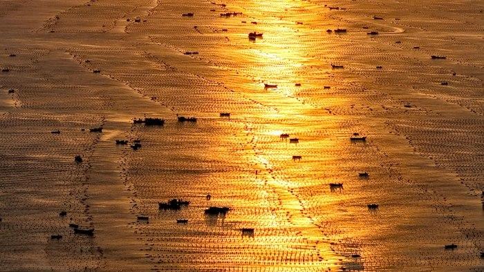 山東榮成：漁民迎朝陽開展海帶養(yǎng)殖作業(yè)