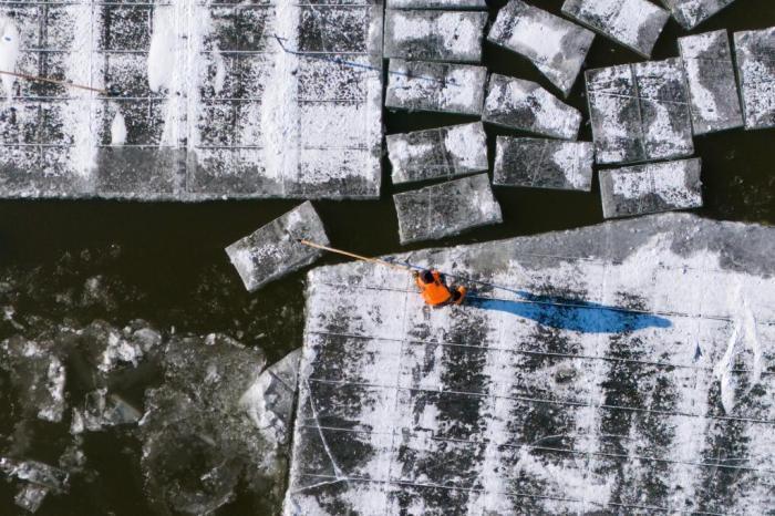 松花江哈爾濱段全面封凍 采冰工作井然有序