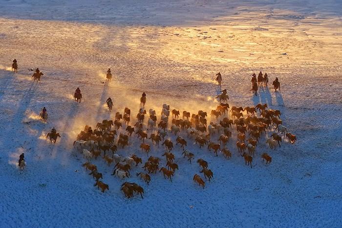 冬日內(nèi)蒙古烏蘭布統(tǒng)草原上演“萬(wàn)馬奔騰”
