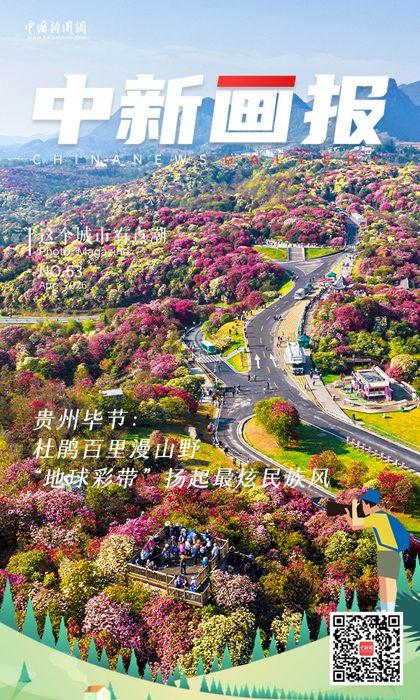 【這個(gè)城市有點(diǎn)潮】貴州畢節(jié)：杜鵑百里漫山野 “地球彩帶”揚(yáng)起最炫民族風(fēng)