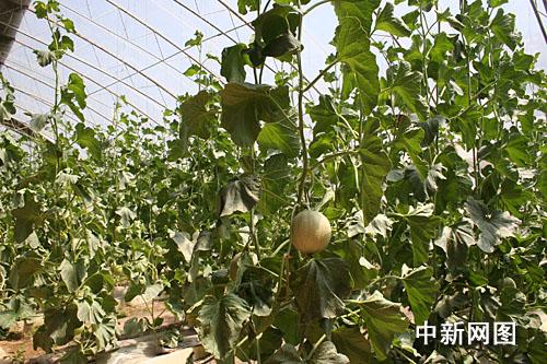 ������˹�����M(j��n)�ǽ����˻@�ӡ�������׌������ϡ����Ĳˡ����D��ʮ���B���l(xi��ng)�����(n��i)�ľGɫ�ЙC(j��)�߲���