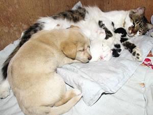 狗崽認(rèn)花貓為母與其母子形影不離(圖)