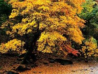 <strong>�����ׁ��_</strong>