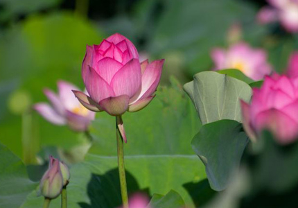 端午假期?？诎佼€荷花綻放引客來(lái)