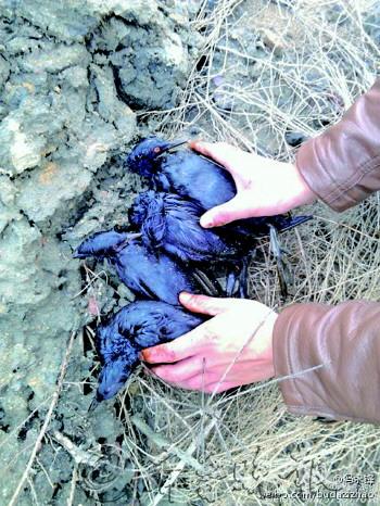 膠州灣部分鳥(niǎo)類(lèi)羽毛沾滿(mǎn)油污無(wú)法飛行(圖)