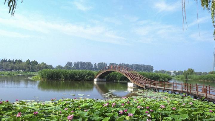 江山如此多嬌丨荷開十里，不如泛舟白洋淀，和你……