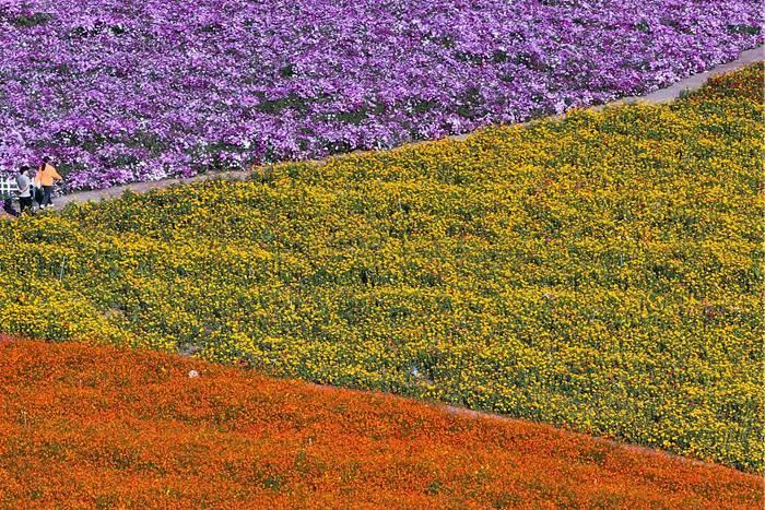 美！江蘇淮安白馬湖畔色彩繽紛秋意濃