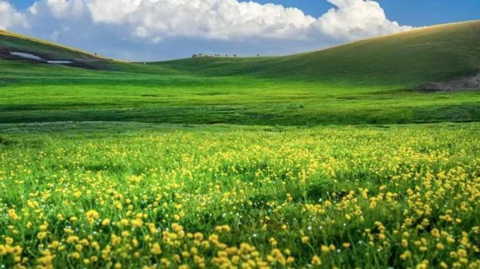 新疆吐爾加遼草原：山花競(jìng)爛漫 芳草綠無(wú)垠