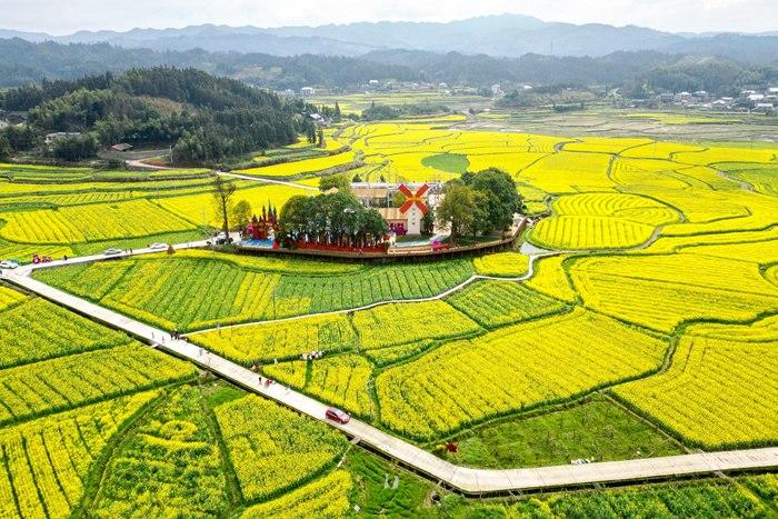 春日賞花季！湖南會(huì)同萬畝油菜花田競(jìng)相綻放